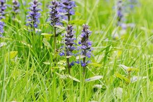 rechtopstaande bugel ajuga genevensis in de natuur foto