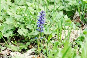 rechtopstaande bugel ajuga genevensis in de natuur foto