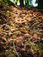 close-up van veel dennenappels op de grond in het bos in een zonlicht foto