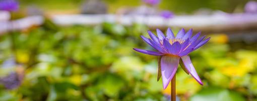 paarse lotusbloemen in tropisch tuinmeer, vijver. bloemennatuur met wazig junglelandschap foto