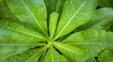 close-up natuur weergave van groene monstera blad en exotische natuurlijke tuin achtergrond. platliggend, donker natuurconcept, tropisch blad foto