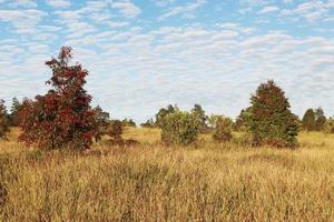 bomen in weide met blauwe lucht en geweldig wolkenlandschap, natuurachtergrond foto