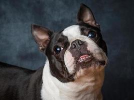 boston terrier hond foto