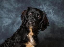 cocker spaniel hond foto