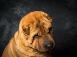 shar pei hond foto