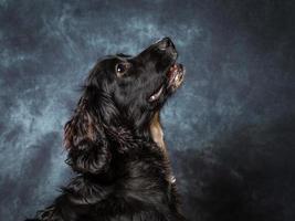 cocker spaniel hond foto