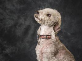bedlington terrier hond foto