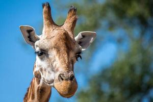 girafportret op blauwe lucht foto