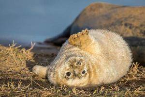 grijze zeehondenpup foto