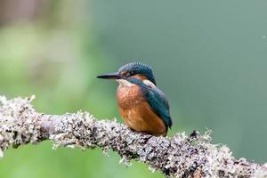 ijsvogel alcedo atthis foto