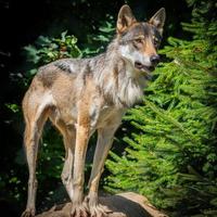 grijze wolf in het bos foto