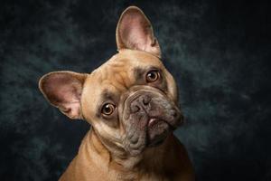 franse bulldog frenchy foto