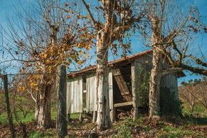 bento goncalves, brazilië - 12 juli 2019. landelijk herfstlandschap met een kleine armoedige hut naast bladloze platanen, in een wijngaard in de buurt van bento goncalves. foto