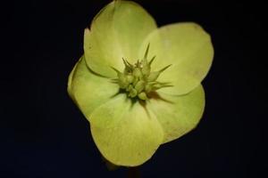 gele bloem bloesem close-up helleborus viridis familie ranunculaceae hoge kwaliteit groot formaat botanische prints foto