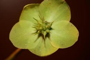 gele bloem bloesem close-up helleborus viridis familie ranunculaceae hoge kwaliteit groot formaat botanische prints foto