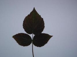 gedroogde bladeren van bomen en planten herbarium op witte achtergrond foto