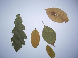 gedroogde bladeren van bomen en planten herbarium op witte achtergrond foto