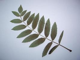 gedroogde bladeren van bomen en planten herbarium op witte achtergrond foto