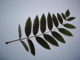 gedroogde bladeren van bomen en planten herbarium op witte achtergrond foto