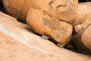 groep hyraxes rock, procavia capensis, tussen de rotsen in damaraland, namibië foto