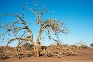 mooie boom die in de namibwoestijn leeft. Namibië foto