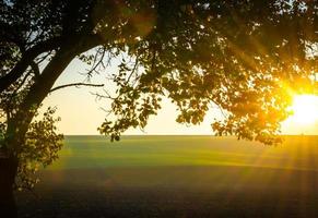 prachtige zonnestraalzonsondergang in groen veld foto