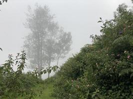 ochtend mystieke natuur foto