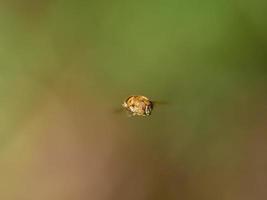 syrphid fly, eristalinus taeniops, in de buurt van xativa, spanje foto