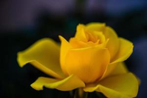 gele rozenstruik bloeiend in de tuin foto