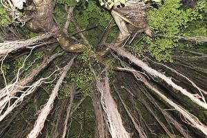 wijnstokken hangen aan de bomen. foto