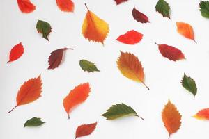 herfst kaart. gele, heldere bladeren op een witte achtergrond. herfsttextuur van druivenbladeren van verschillende kleuren foto