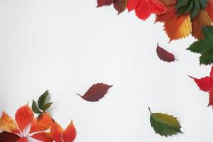 herfst kaart. gele, heldere bladeren op een witte achtergrond. herfsttextuur van druivenbladeren van verschillende kleuren foto