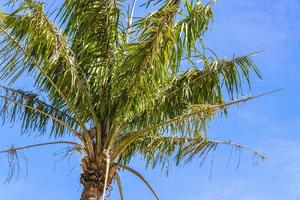 palmboom met blauwe hemelachtergrond san jose costa rica. foto