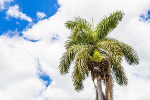 palmboom met blauwe hemelachtergrond san jose costa rica. foto