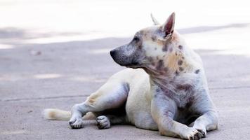 hond met hoofd- en nekwonden zit op betonnen weg in schaduw van boom. foto