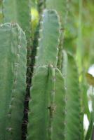 cactus in close-up shot foto