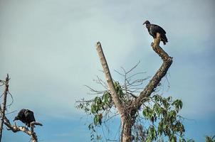 weergave van gieren op alert over een boomtak in de buurt van de stad joanopolis. op het platteland van de staat Sao Paulo, een regio die rijk is aan landbouw- en veeproducten, in het zuidwesten van Brazilië foto