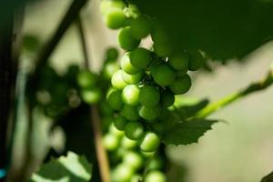 groene, onrijpe druiven in de moestuin. foto