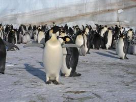 keizerspinguïns in het ijs van antarctica foto