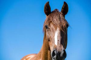 portret van een volwassen bruin paard op een blauwe hemelachtergrond foto