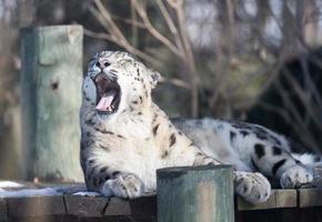 sneeuwluipaard met open mond. panthera uncia. foto