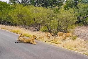 leeuwen ontspannen op straat Kruger National Park Safari Zuid-Afrika. foto
