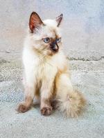 pluizige schattige witgrijze kat met helderblauwe ogen maldiven.