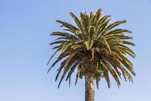 palmbomen kaapstad, zuid-afrika. kroon van een palm. foto