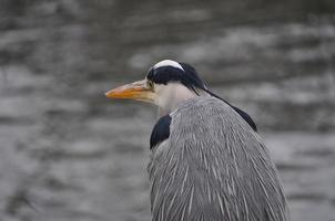 pinguïn vogel dier foto