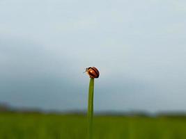 macro-opname van lieveheersbeestje op bladpunt foto