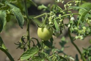 verse tomatenplant in biologische boerderij foto