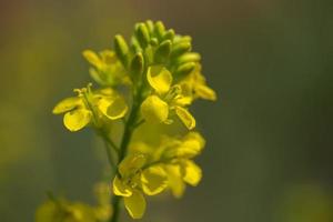 mosterd bloemen bloeien op plant op boerderij veld met peulen. detailopname. foto