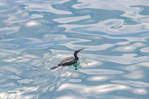 europese shag zwarte vogel zwemt mallorca spanje. foto