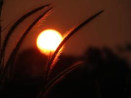 vervaag foto van grasbloem met zonsondergangachtergrond